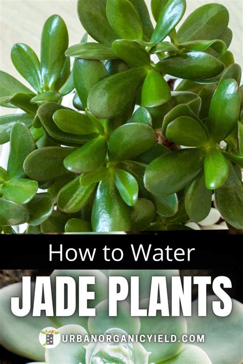 moisture meter jade plant|jade plant watering time.